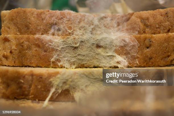close-up and selective focus at bread mold on stack of whole wheat slice bread inside plastic package. - moldy bread stock pictures, royalty-free photos & images