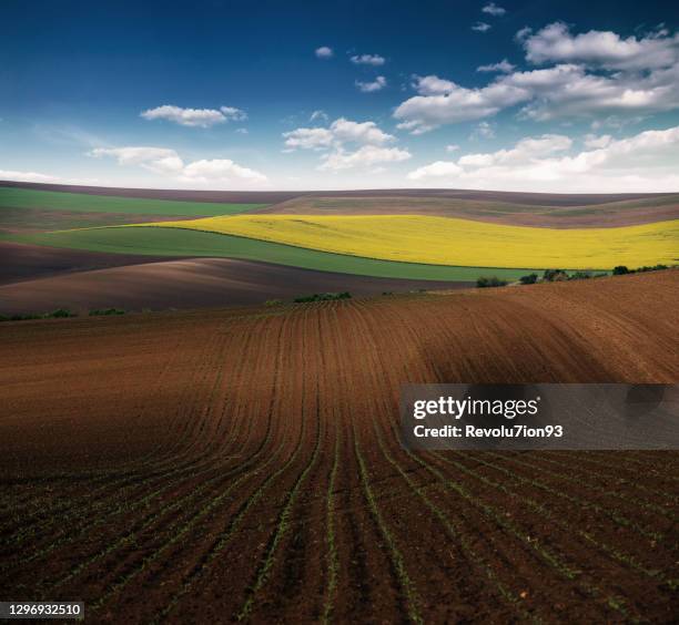 hermoso campo agrícola en primavera - sorghum fotografías e imágenes de stock