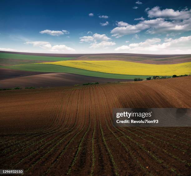 vackert jordbruksfält på våren - durra bildbanksfoton och bilder