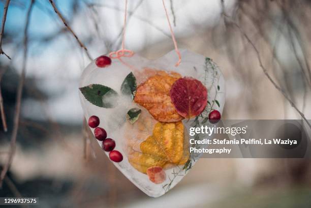 iced frozen suncatcher hanging on a branch of a tree - cranberry heart stock pictures, royalty-free photos & images