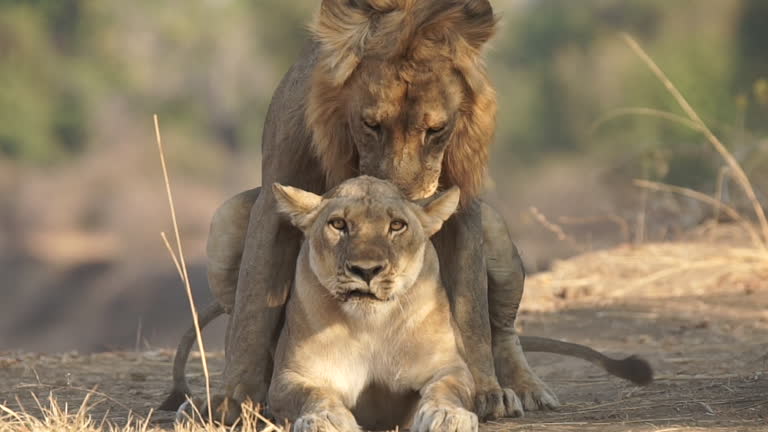 Accouplement Vidéos et rushes de Accouplement Animal - Getty Images
