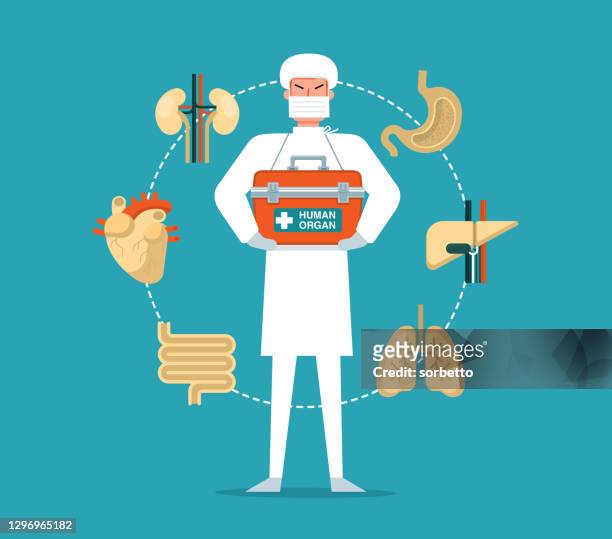 surgeon with organ donation - human internal organ stock illustrations