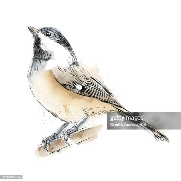 illustrations, cliparts, dessins animés et icônes de mésange dessinée au stylo et aquarelle. illustration vectorielle eps10 - moineau