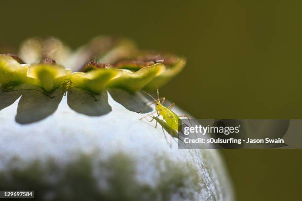 greenfly against green background - aphid stock-fotos und bilder