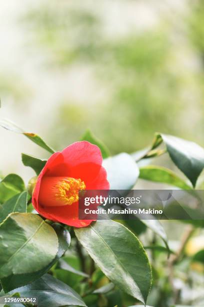 red camellia flower - camellia japonica stock pictures, royalty-free photos & images