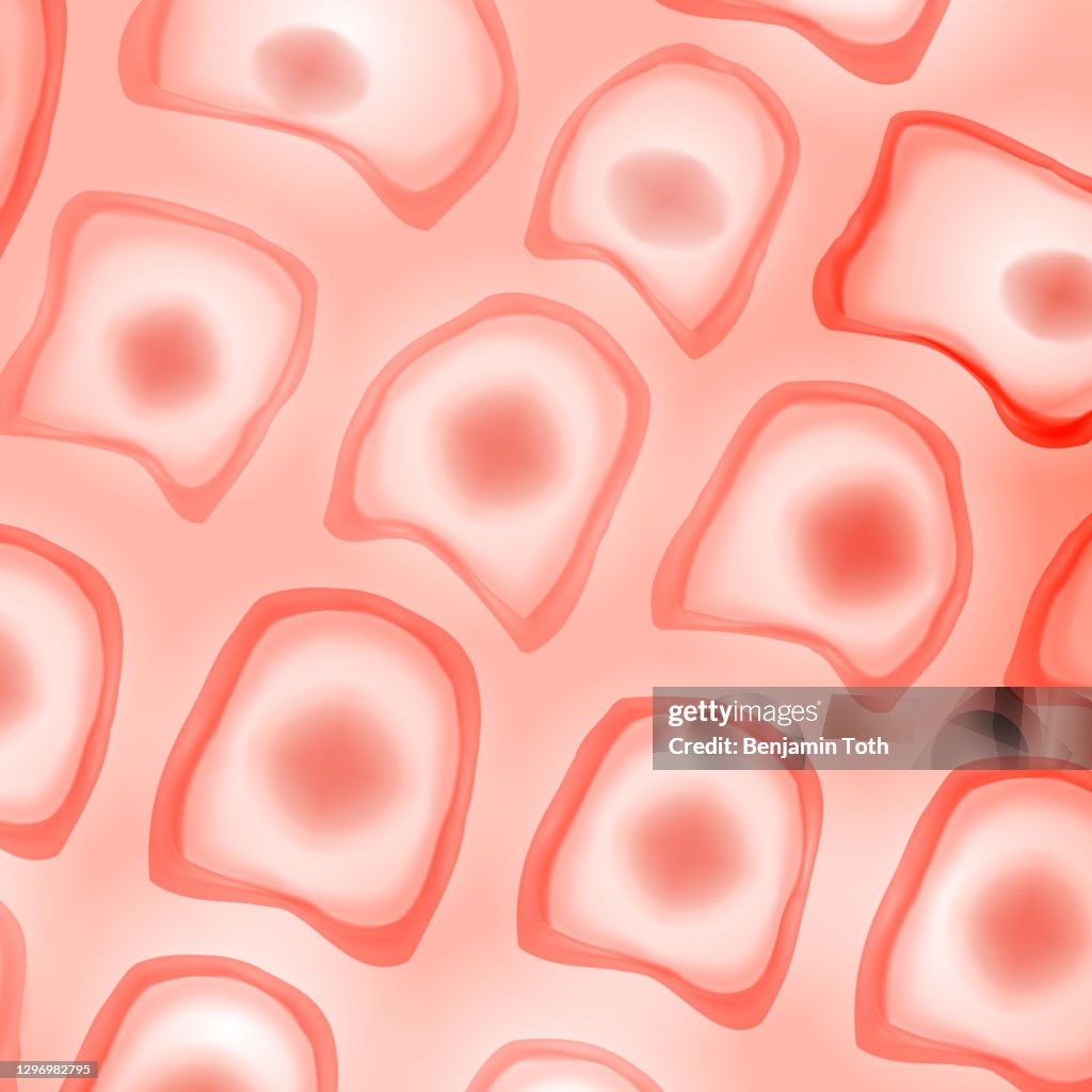 Human Tissue Magnified Skin Cells Under The Microscope High-Res Vector  Graphic - Getty Images