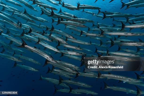 School of blackfin barracuda swimming in huge numbers on December 2 Mayotte, Comoros archipelago, Indian Ocean. The waters of the lagoon of Mayotte...