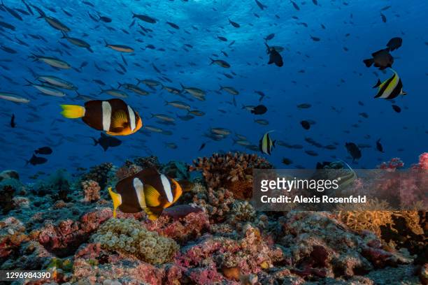 Overview of a coral reef full of life with a couple of anemonefish and various reef fish on April 14 Maldives, Indian Ocean. As here, when a reef is...