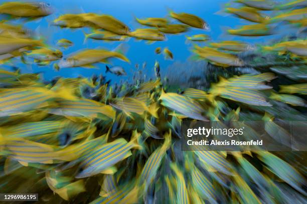Blue Snapper Fish Photos and Premium High Res Pictures - Getty Images