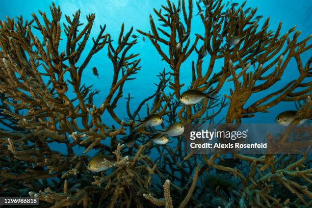 Damselfishes take refuge in the middle of coral branches of the genus Acropora, on 23 November 2017, Mayotte, Comoros archipelago, Indian Ocean. The...