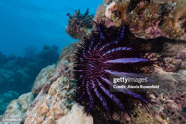 Crown of thorns starfish , devastating coral on April 04 Maldives, Indian Ocean. Acanthaster planci is a species of carnivorous starfish that feeds...