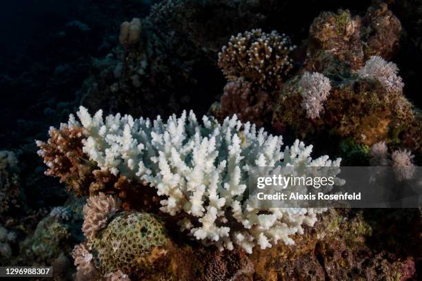 Under the effect of some kind of stress related to disease, pollution, or too high temperature, part of the coral colony bleached on December 6...