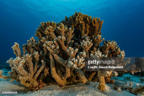 Hard corals of the genus Acropora on a sandy bottom on April 30, Egypt, Red Sea. The corals of the genus Acropora are among the most represented of...