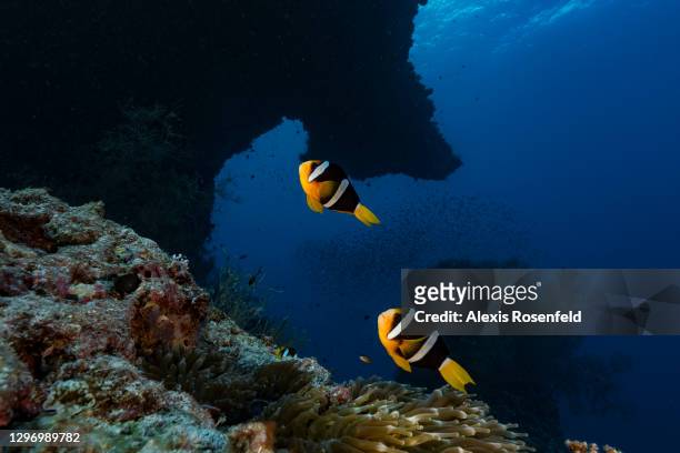Couple of yellowtail clownfish swimming above their anemone on April 12 Maldives, Indian Ocean. Amphiprion clarkii always lives in association with...