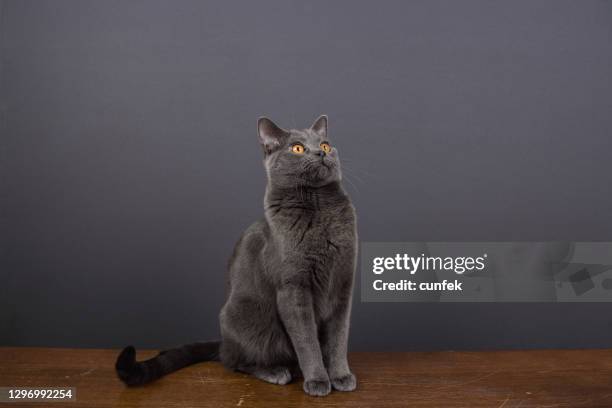 kat die omhoog kijkt - chartreux cat stockfoto's en -beelden