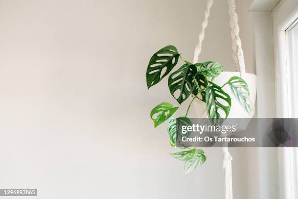 green monstera adansonii in a macrame hanger on white with a white wall - macrame stock pictures, royalty-free photos & images