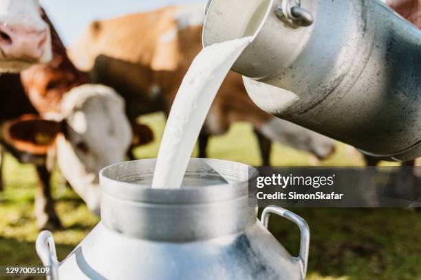 close-up of raw milk being poured into container - milk canister stock pictures, royalty-free photos & images