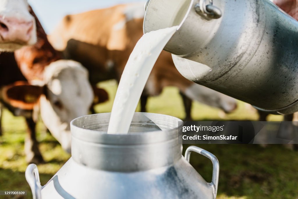 Close-up of raw milk being poured into container