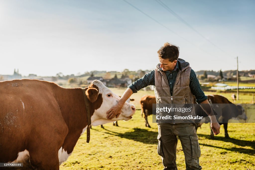Landwirt streichelt Kuh