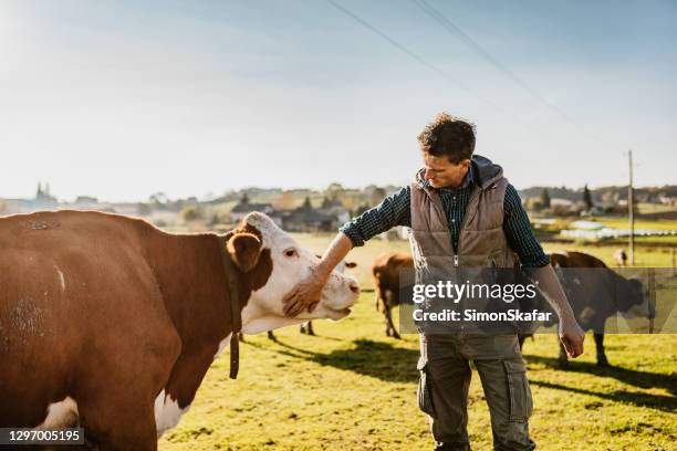 farmer stroking cow - dairy farmer stock pictures, royalty-free photos & images