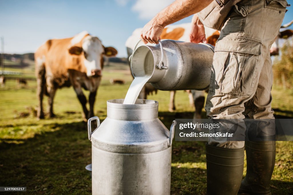 Landwirt gießt Rohmilch in Container