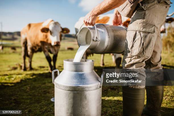 landbouwer die ruwe melk in container giet - farms stockfoto's en -beelden