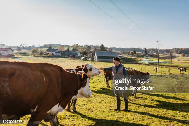 jeune homme avec entendu parler du bétail - vache laitière photos et images de collection