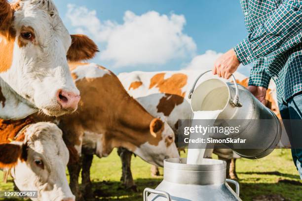 agricultor despejando leite cru em recipiente - pastar - fotografias e filmes do acervo