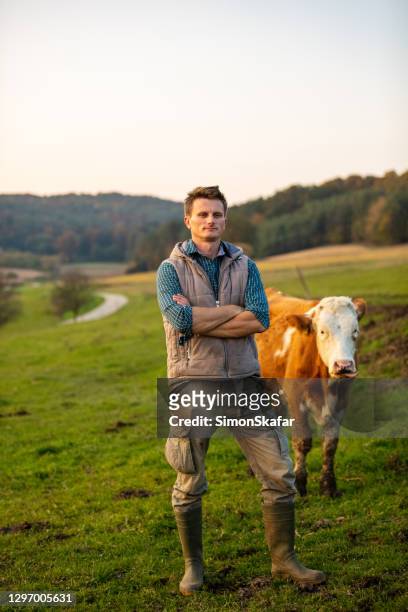 young man standing with cow in field - dairy pasture stock pictures, royalty-free photos & images