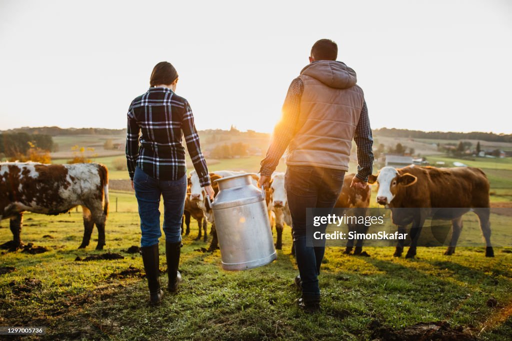 Jonge paardorpen met melkblikjes
