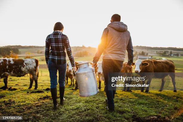 jonge paardorpen met melkblikjes - dairy farming stockfoto's en -beelden