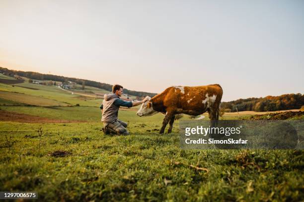 junger mann steht streichelnde kuh - cow stock-fotos und bilder