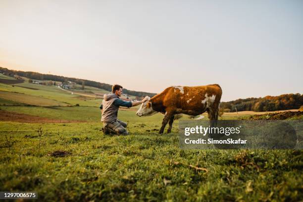 jonge mens die zich bevindt die koe aait - koe stockfoto's en -beelden