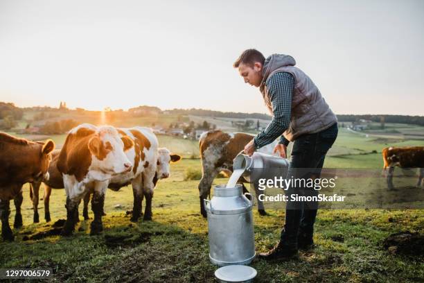 fermier versant le lait cru dans le récipient - fermier lait photos et images de collection