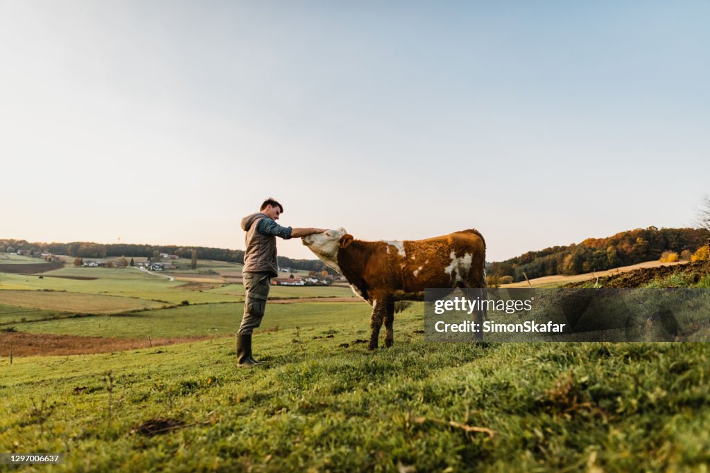 Jonge mens die zich bevindt die koe aait