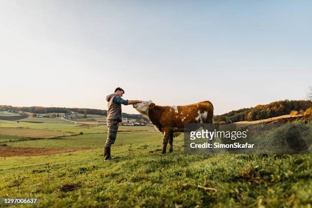 young man standing stroking cow - female animal stock pictures, royalty-free photos & images