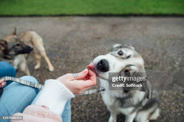 good boy! - dog food stock pictures, royalty-free photos & images