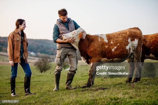 smiling man and woman standing with cow at farm - animals and people imagens e fotografias de stock