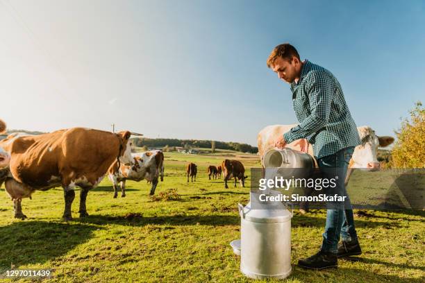 fermier versant le lait cru dans les milkcans en métal - bidon de lait photos et images de collection