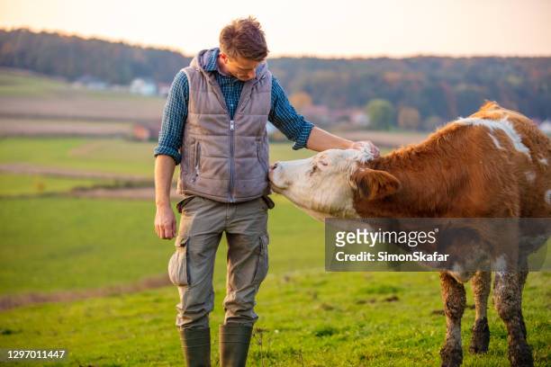 jonge mens die koe op gebied bekijkt - mestvee stockfoto's en -beelden