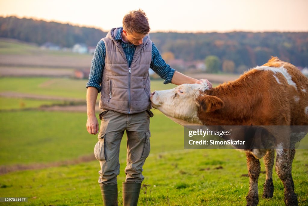Young man looking at cow in field