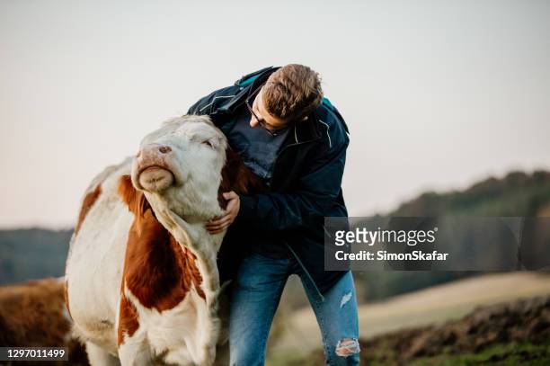 porträt eines männlichen landwirts, der auf seinem milchviehbetrieb steht - cow stock-fotos und bilder