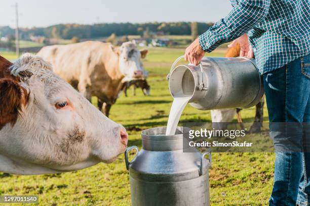 agricultor vertiendo leche cruda en laca de metal - dairy product fotografías e imágenes de stock