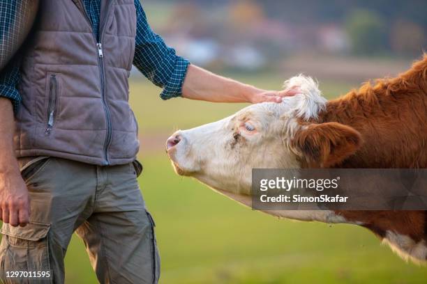 farmer with cow - livestock stock pictures, royalty-free photos & images