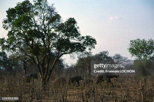 Troupeau d'éléphants dans la savane, Chobe National Park, en octobre 1998, Botswana.