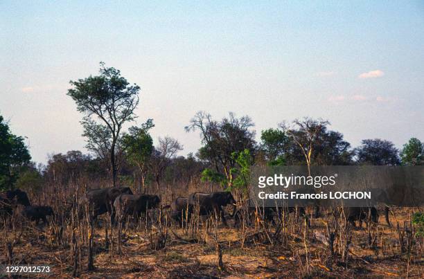 Troupeau d'éléphants dans la savane, Chobe National Park, en octobre 1998, Botswana.