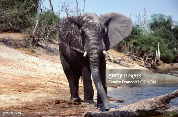 Eléphant au bord d'un point d'eau, Hwange National Park, en octobre 1998, Zimbabwe.