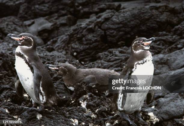 Manchots des Iles Galapagos, novembre 1992, Equateur