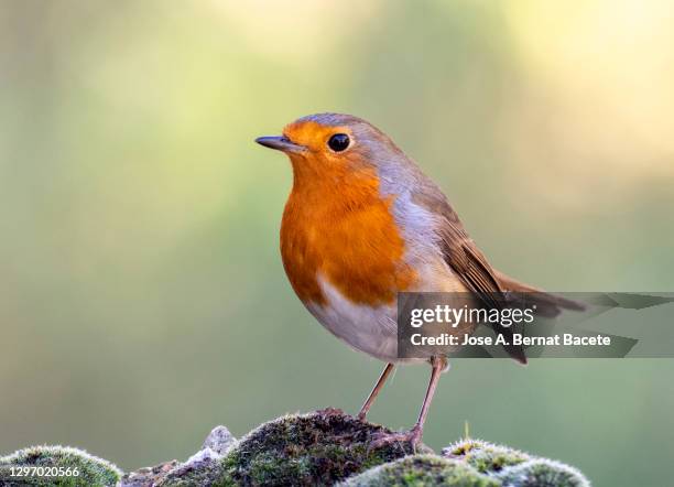 close-up of robin (erithacus rubecula), bird perched on a stone in nature - robin - fotografias e filmes do acervo