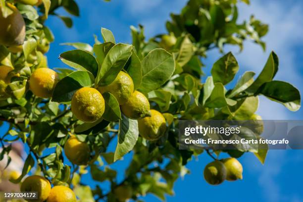 lemons tree - lemon tree stockfoto's en -beelden